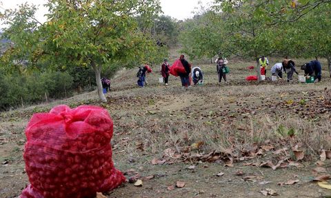 Tekirdağ'da Ceviz Hasadı Başladı