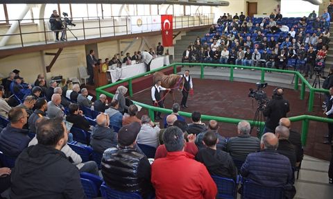 TİGEM Müzayedesinde Rekor Satış: Arap Tayı 10.5 Milyon Liraya Satıldı