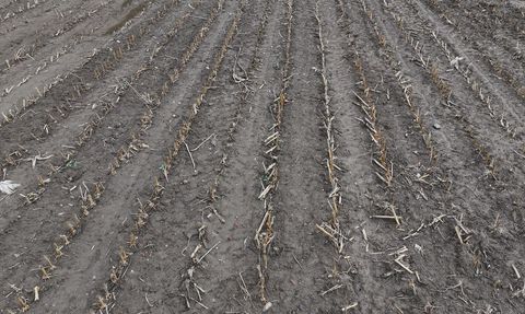 Trakya Çiftçisi Yağmurlarla Ümitlendi