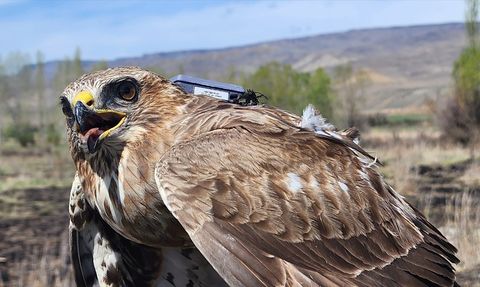 Bozkır Şahini 28 Ülkede 103 Bin 456 Kilometre Uçtu