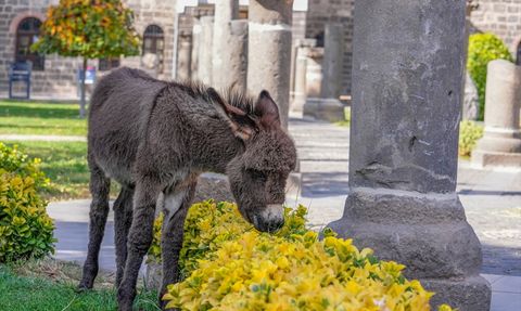 Diyarbakır Müze Bahçesi'nde Sevimli Misafir: Midas