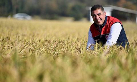 Düzce'de Damla Sulama ile Hasat Edilen Konuralp Pirinci