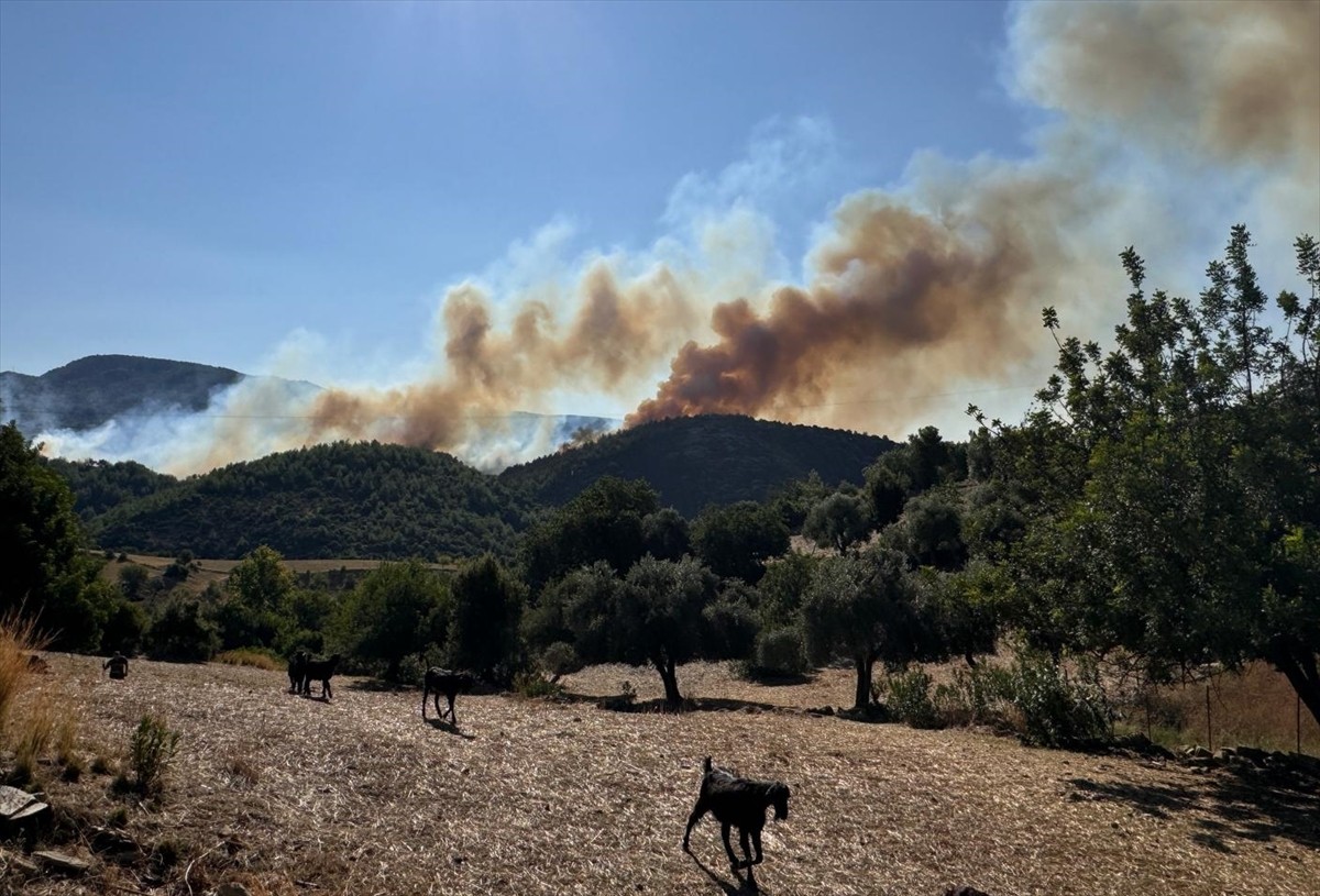 Adana'nın Kozan ilçesinde çıkan orman yangınına karadan ve havadan müdahale edildi.