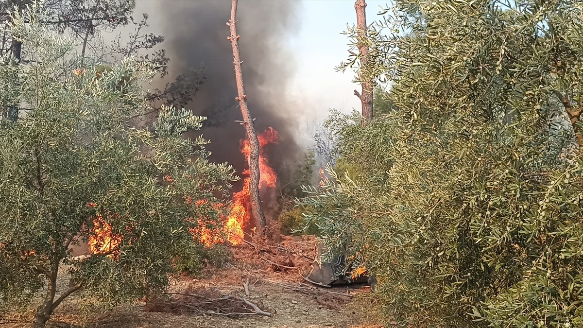 Adana'nın Kozan ilçesinde çıkan orman yangınına, Orman Bölge Müdürlüğü ekipleri tarafından karadan...