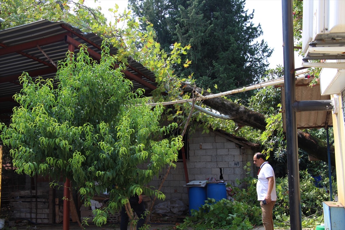 Antalya'da etkili olan sağanak ve fırtına nedeniyle ağaçlar devrildi.