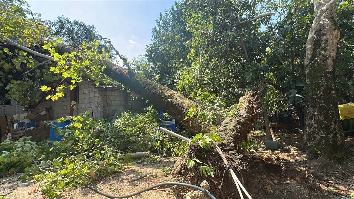 Antalya'da etkili olan sağanak ve fırtına nedeniyle bir caminin minaresi ile ağaçlar devrildi.
