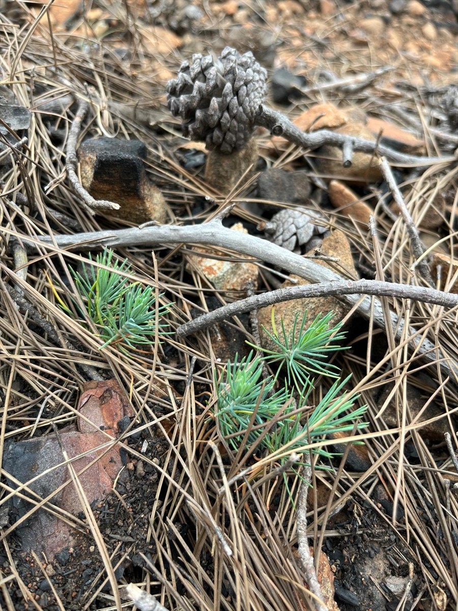 Antalya'nın Kemer ilçesindeki geçen yıl 5 günde kontrol altına alınabilen orman yangınının...