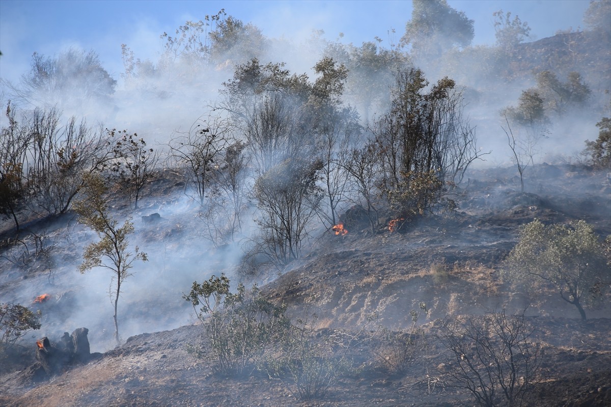Aydın'ın Efeler ilçesinde, ormanlık ve zeytinlik alanda çıkan ve kontrol altına alınan yangın...