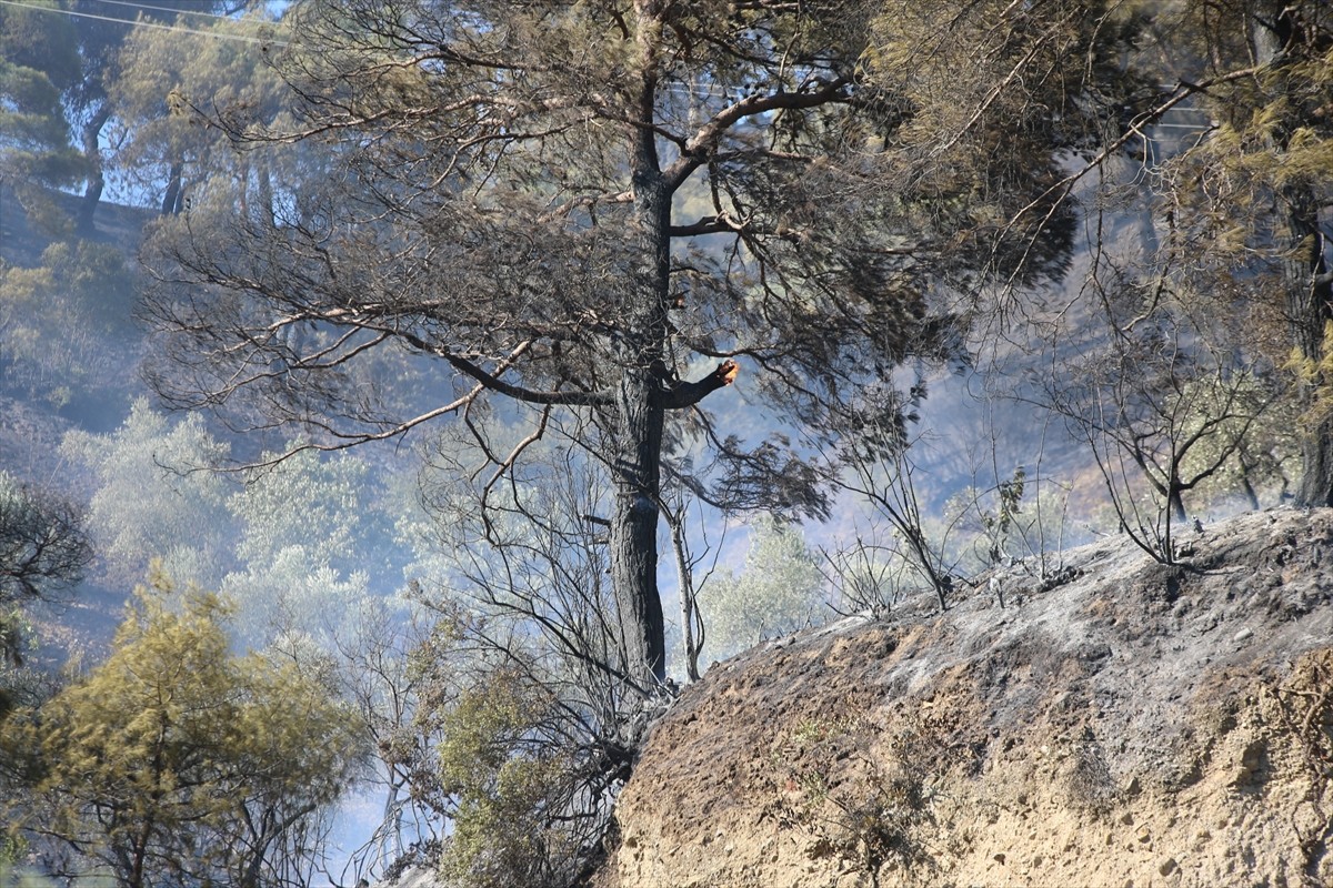 Aydın'ın Efeler ilçesinde, ormanlık ve zeytinlik alanda çıkan ve kontrol altına alınan yangın...