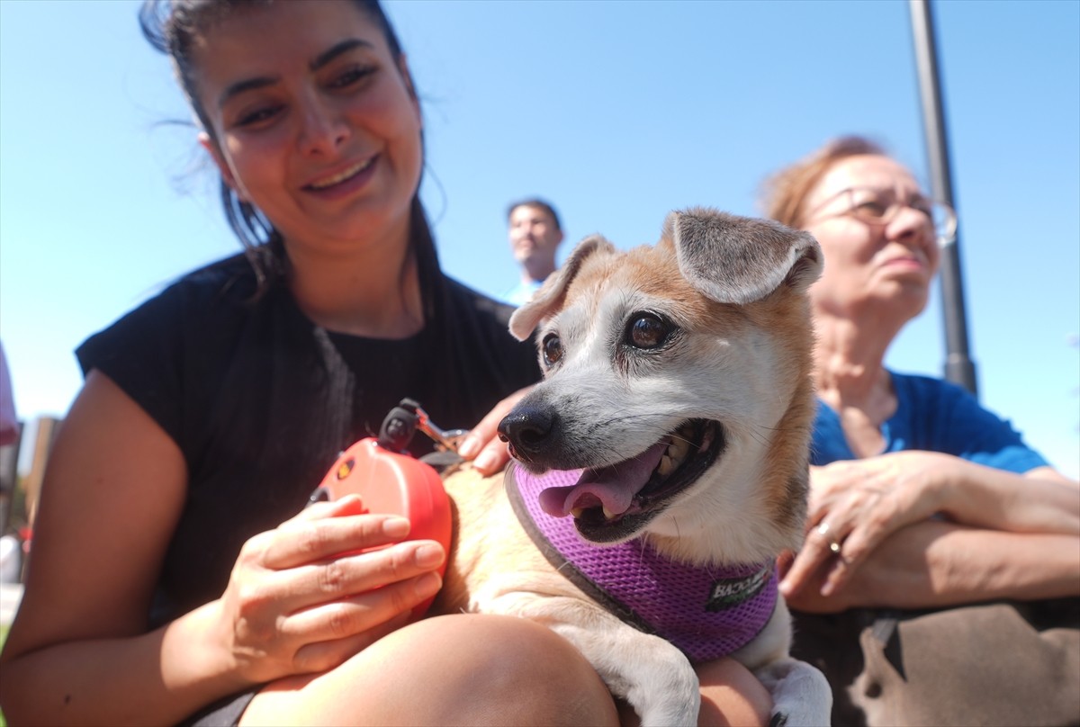 Bir grup hayvansever, sahipsiz hayvanlara yönelik "Hayvanları Koruma Kanununda Değişiklik...