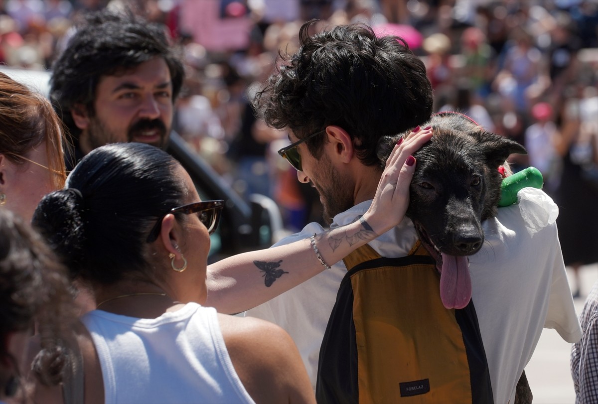 Bir grup hayvansever, sahipsiz hayvanlara yönelik "Hayvanları Koruma Kanununda Değişiklik...