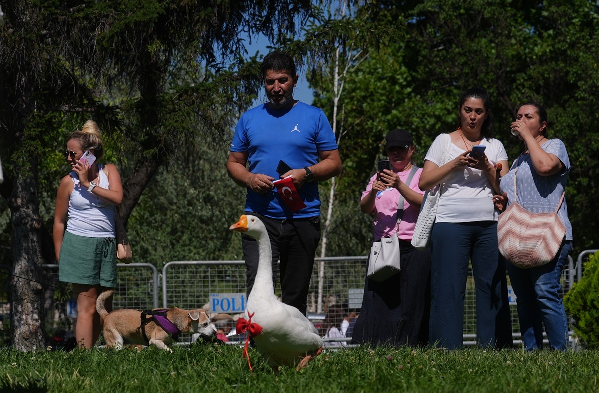 Bir grup hayvansever, sahipsiz hayvanlara yönelik "Hayvanları Koruma Kanununda Değişiklik...
