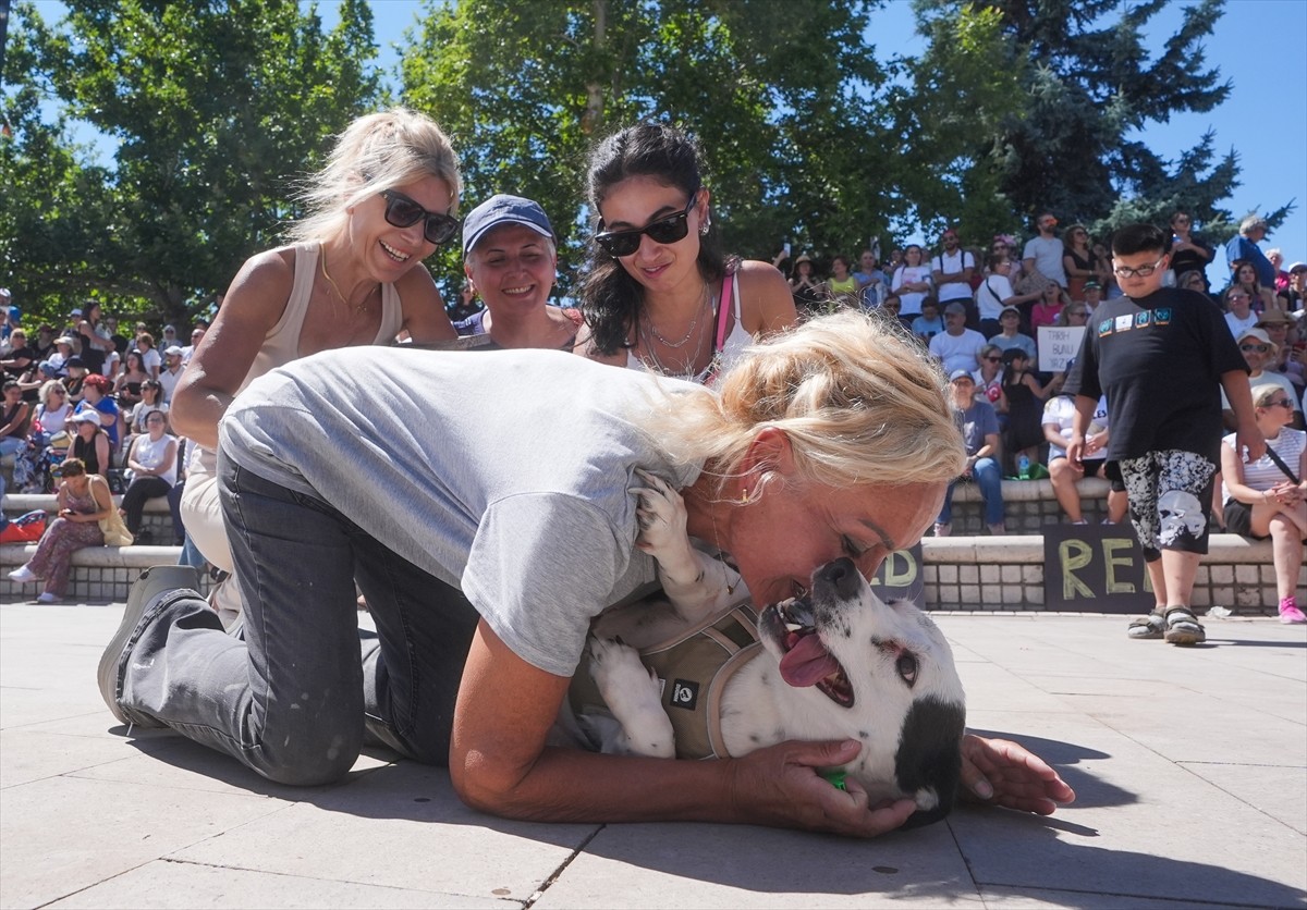 Bir grup hayvansever, sahipsiz hayvanlara yönelik "Hayvanları Koruma Kanununda Değişiklik...