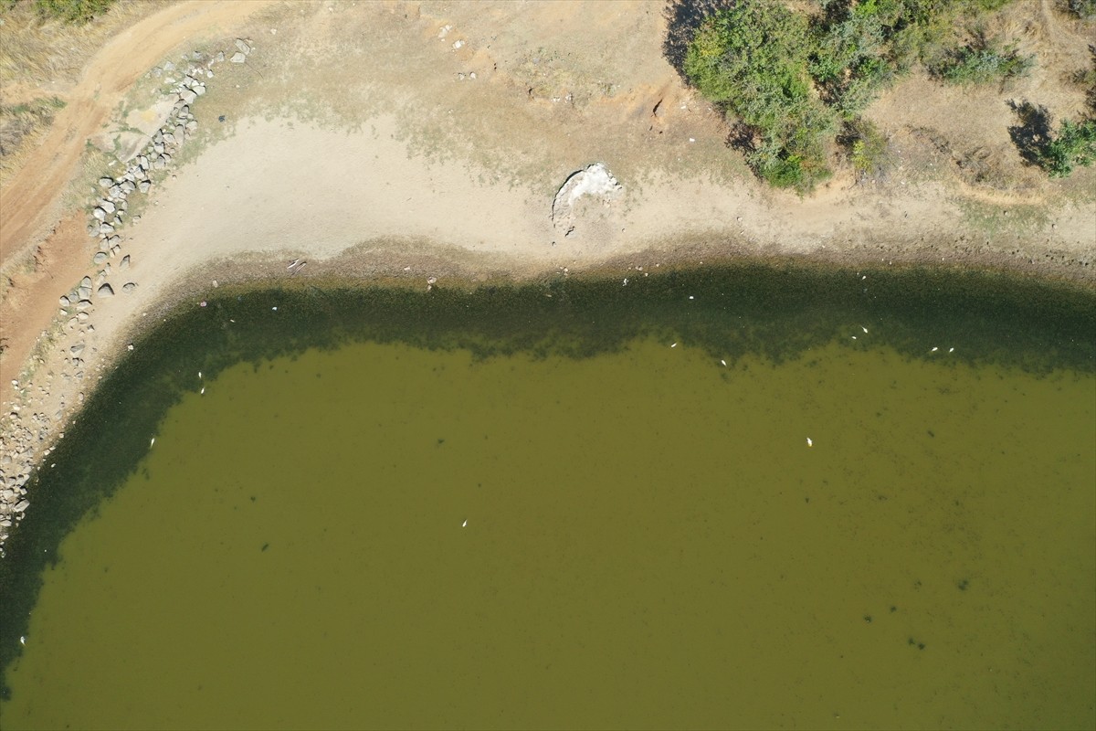 Edirne'nin Lalapaşa ilçesine bağlı Çömlekköy Göleti'nde, su seviyesinin düşmesine bağlı oksijen...
