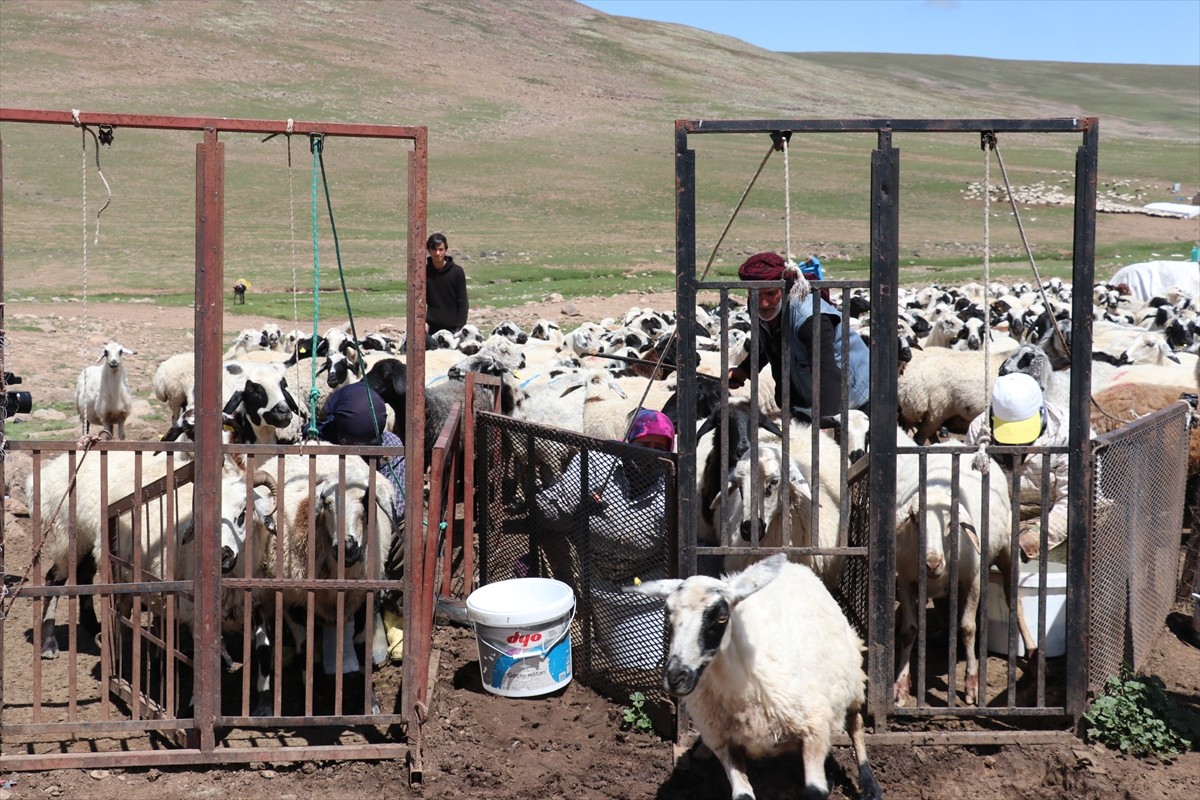 Erzurum'un 2 bin 600 rakımındaki Dumlubaba Yaylası'nda konaklayan göçerlerin günlük yaşamı zorlu...