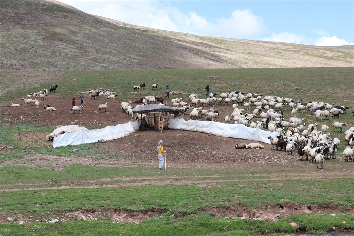 Erzurum'un 2 bin 600 rakımındaki Dumlubaba Yaylası'nda konaklayan göçerlerin günlük yaşamı zorlu...