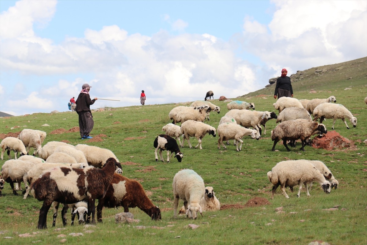 Erzurum'un 2 bin 600 rakımındaki Dumlubaba Yaylası'nda konaklayan göçerlerin günlük yaşamı zorlu...