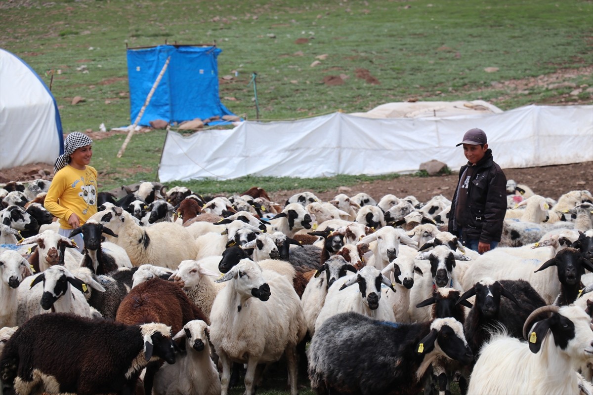 Erzurum'un 2 bin 600 rakımındaki Dumlubaba Yaylası'nda konaklayan göçerlerin günlük yaşamı zorlu...