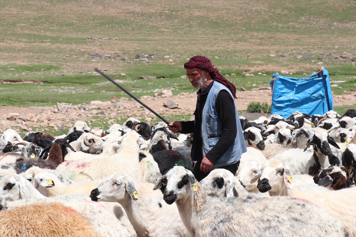 Erzurum'un 2 bin 600 rakımındaki Dumlubaba Yaylası'nda konaklayan göçerlerin günlük yaşamı zorlu...
