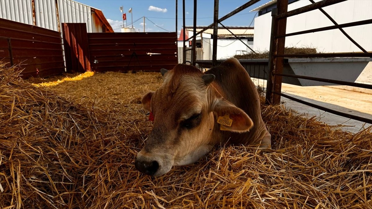 İzmir'in Tire ilçesindeki bir çiftlikte Ar-Ge çalışmalarıyla geliştirilen yerli boğalar, sperma...