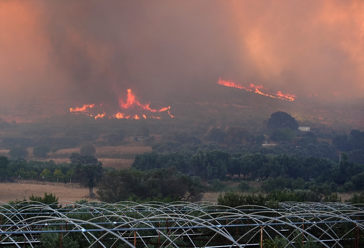 İzmir'in Urla ilçesinin Çeşmealtı Mahallesi'ndeki yerleşim yerlerine yakın ormanlık alanda, henüz...