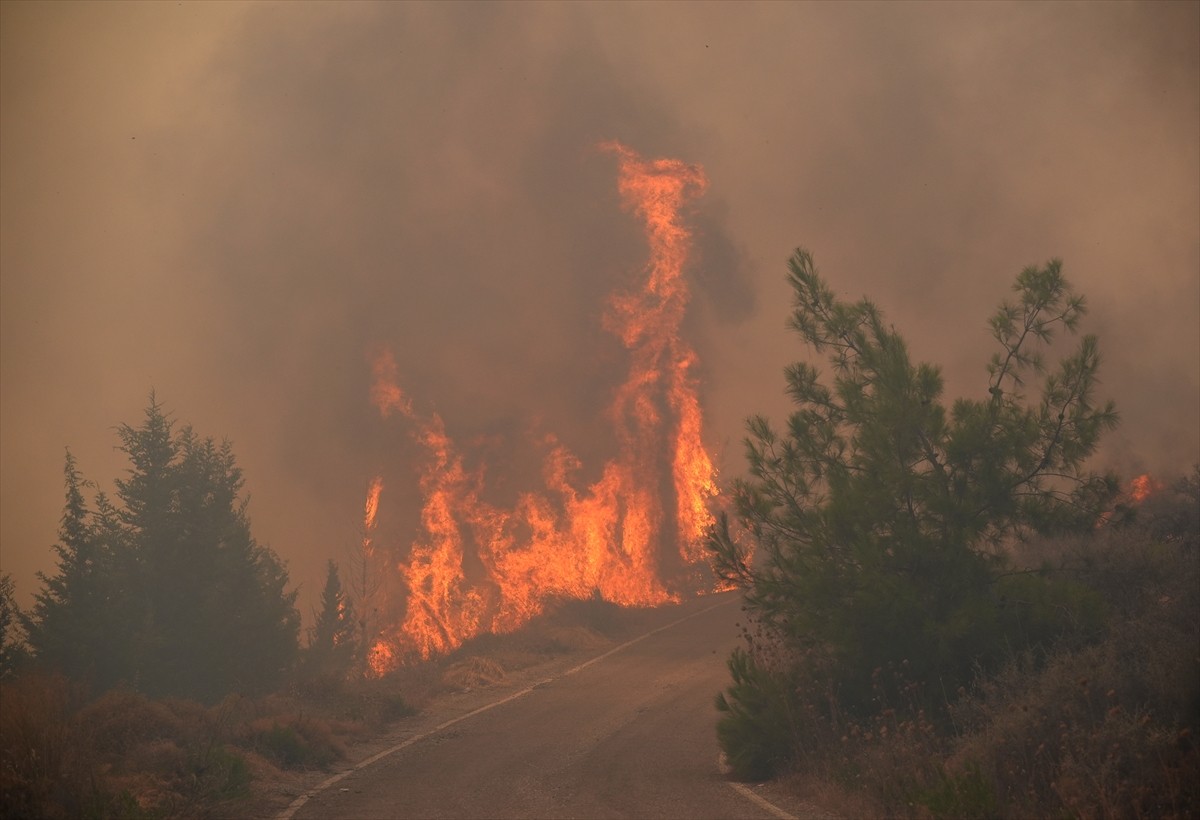 İzmir'in Urla ilçesinin Çeşmealtı Mahallesi'ndeki yerleşim yerlerine yakın ormanlık alanda, henüz...