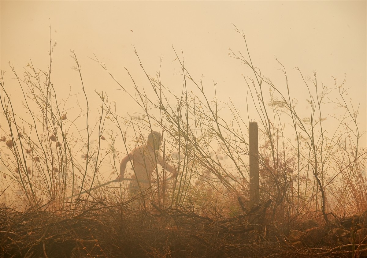 İzmir'in Urla ilçesinin Çeşmealtı Mahallesi'ndeki yerleşim yerlerine yakın ormanlık alanda, henüz...