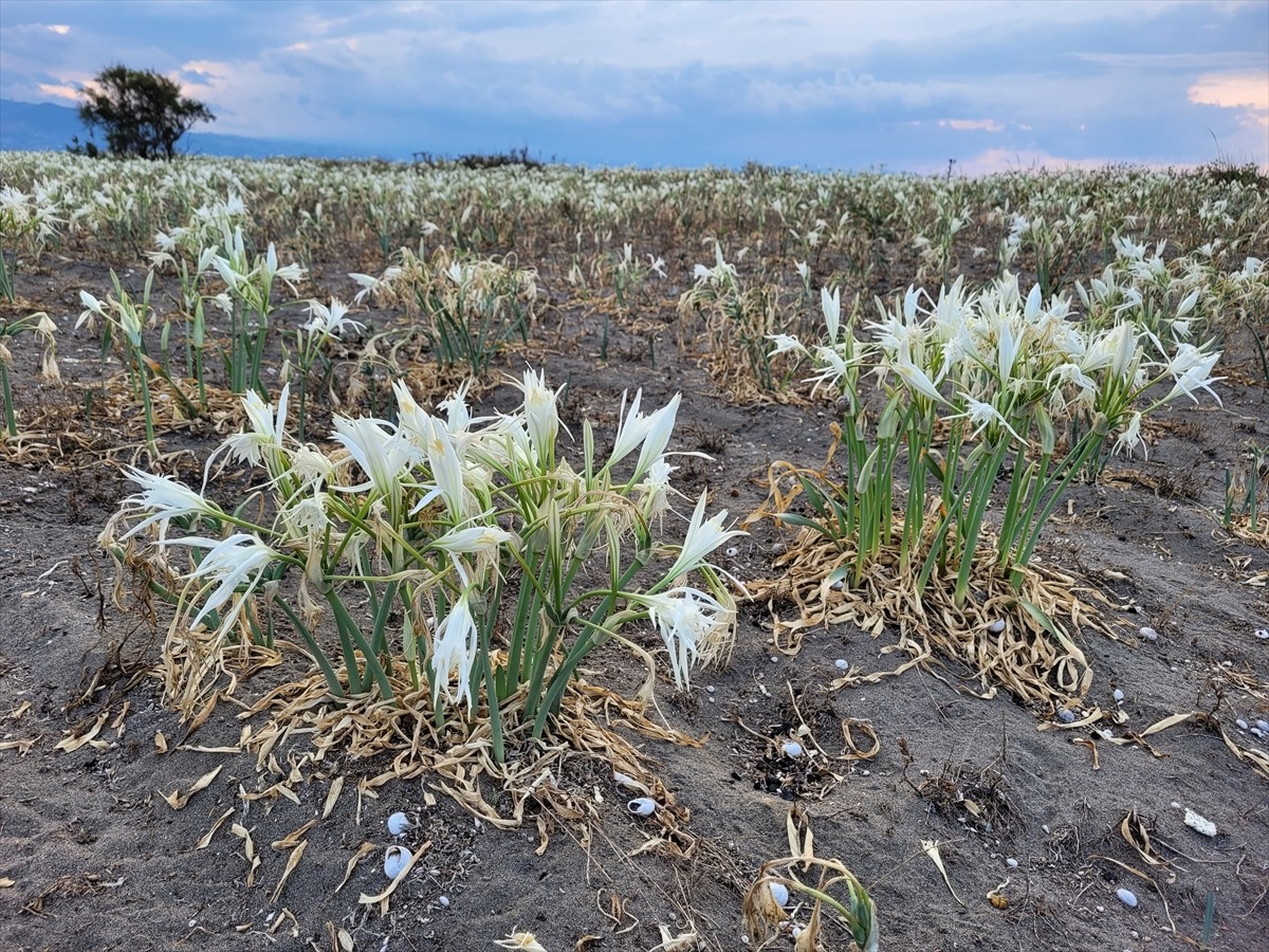 Samsun'un Çarşamba ilçesinde, yaklaşık 500 metre uzunluğa sahip kumsalda yetişen kum zambakları...