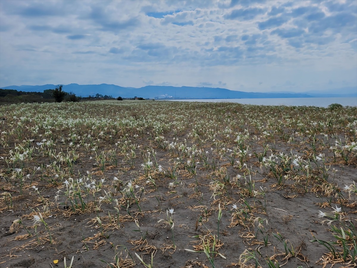 Samsun'un Çarşamba ilçesinde, yaklaşık 500 metre uzunluğa sahip kumsalda yetişen kum zambakları...