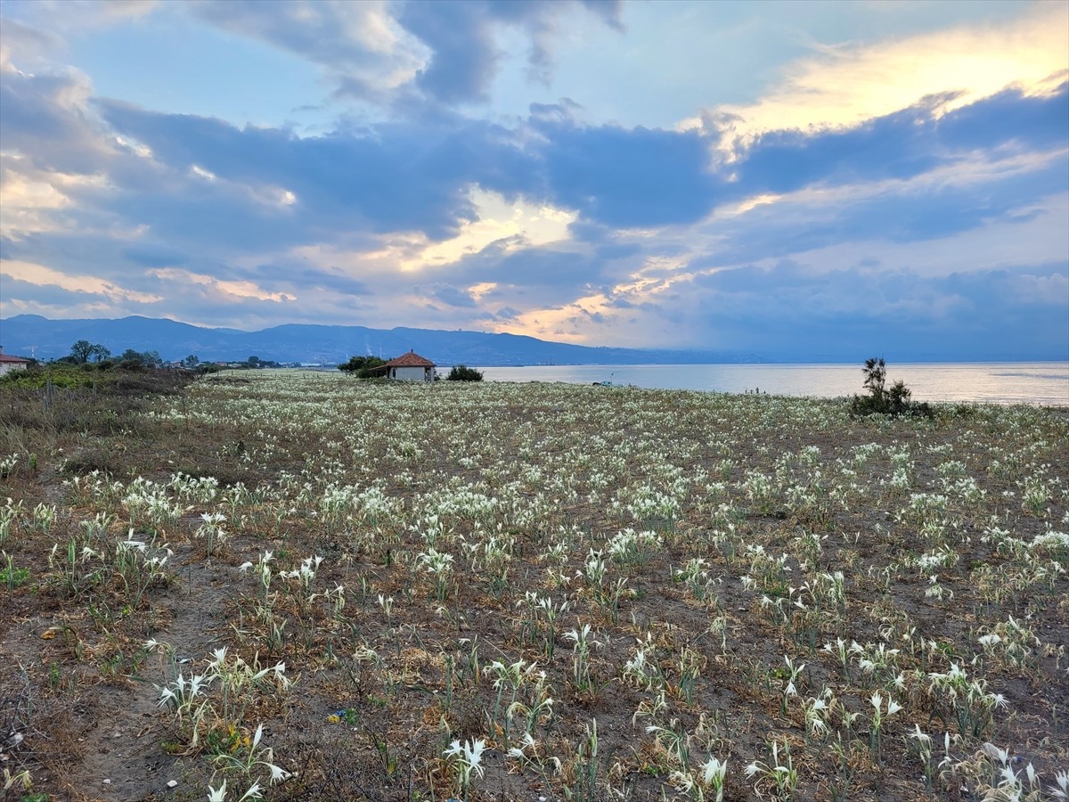 Samsun'un Çarşamba ilçesinde, yaklaşık 500 metre uzunluğa sahip kumsalda yetişen kum zambakları...