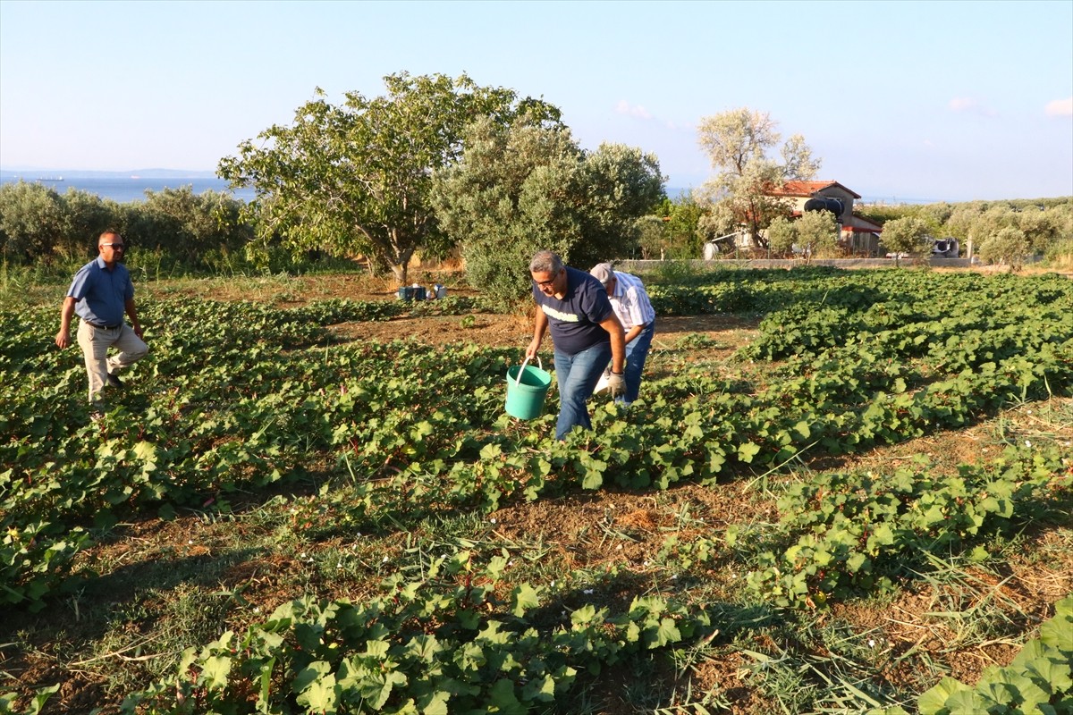Tekirdağ'ın Şarköy ilesinde coğrafi işaret tescili bekleyen kınalı bamyanın hasadı...