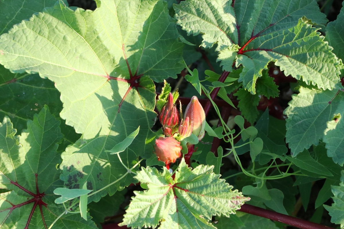 Tekirdağ'ın Şarköy ilesinde coğrafi işaret tescili bekleyen kınalı bamyanın hasadı...