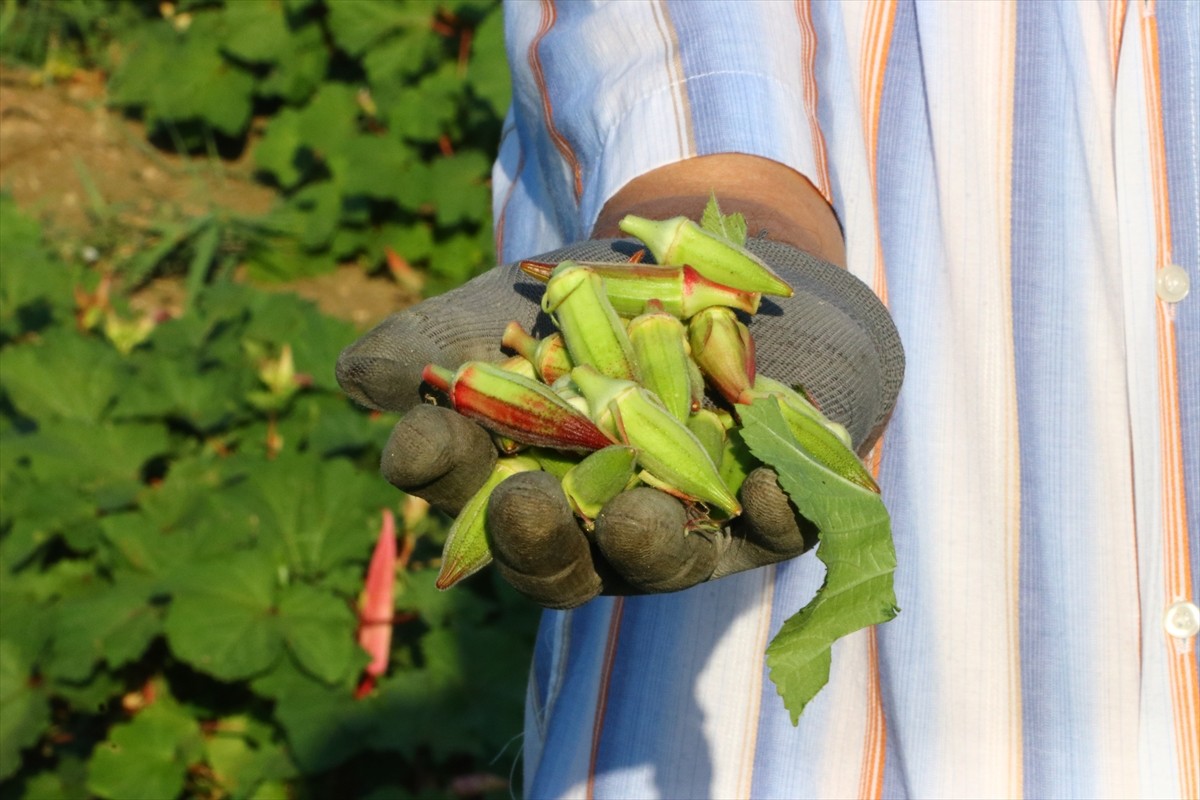 Tekirdağ'ın Şarköy ilesinde coğrafi işaret tescili bekleyen kınalı bamyanın hasadı...