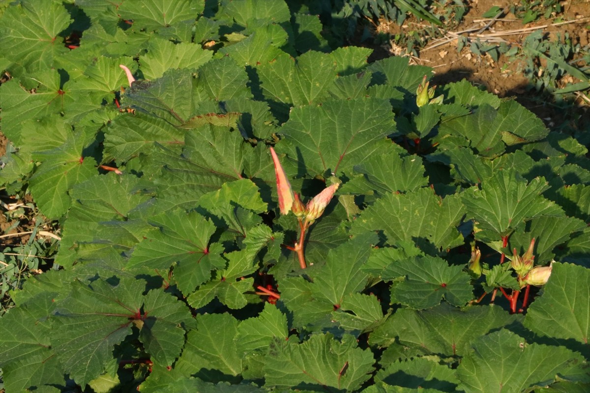 Tekirdağ'ın Şarköy ilesinde coğrafi işaret tescili bekleyen kınalı bamyanın hasadı...