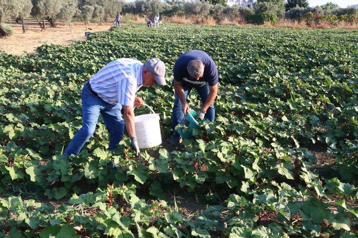 Tekirdağ'ın Şarköy ilesinde coğrafi işaret tescili bekleyen kınalı bamyanın hasadı...