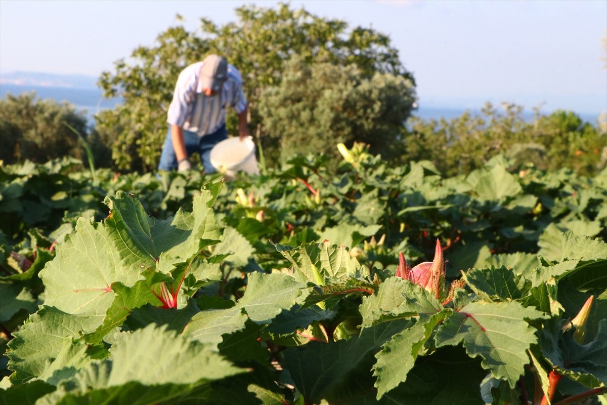 Tekirdağ'ın Şarköy ilesinde coğrafi işaret tescili bekleyen kınalı bamyanın hasadı...