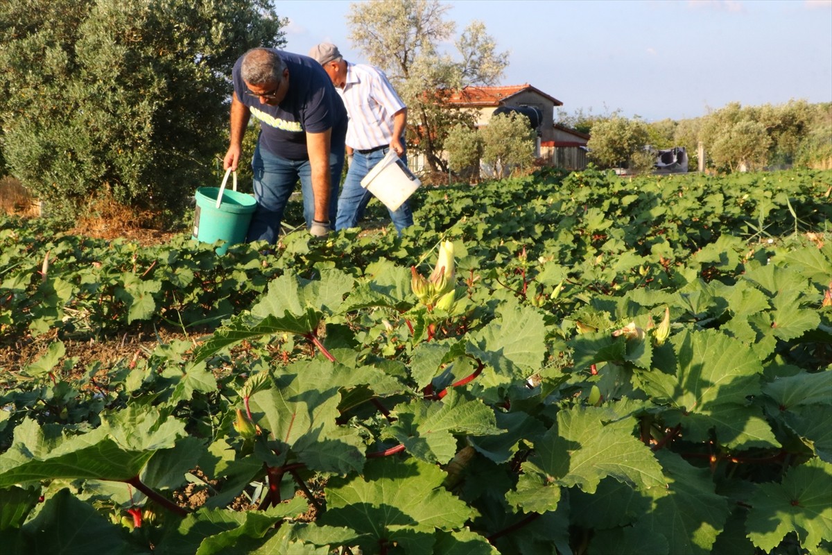 Tekirdağ'ın Şarköy ilesinde coğrafi işaret tescili bekleyen kınalı bamyanın hasadı...