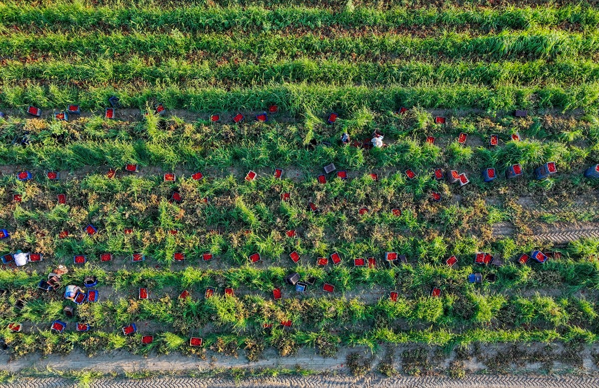Türkiye'nin önemli tarım havzalarından İzmir'deki ovalarda yetiştirilen ve kavurucu sıcakta hasat...