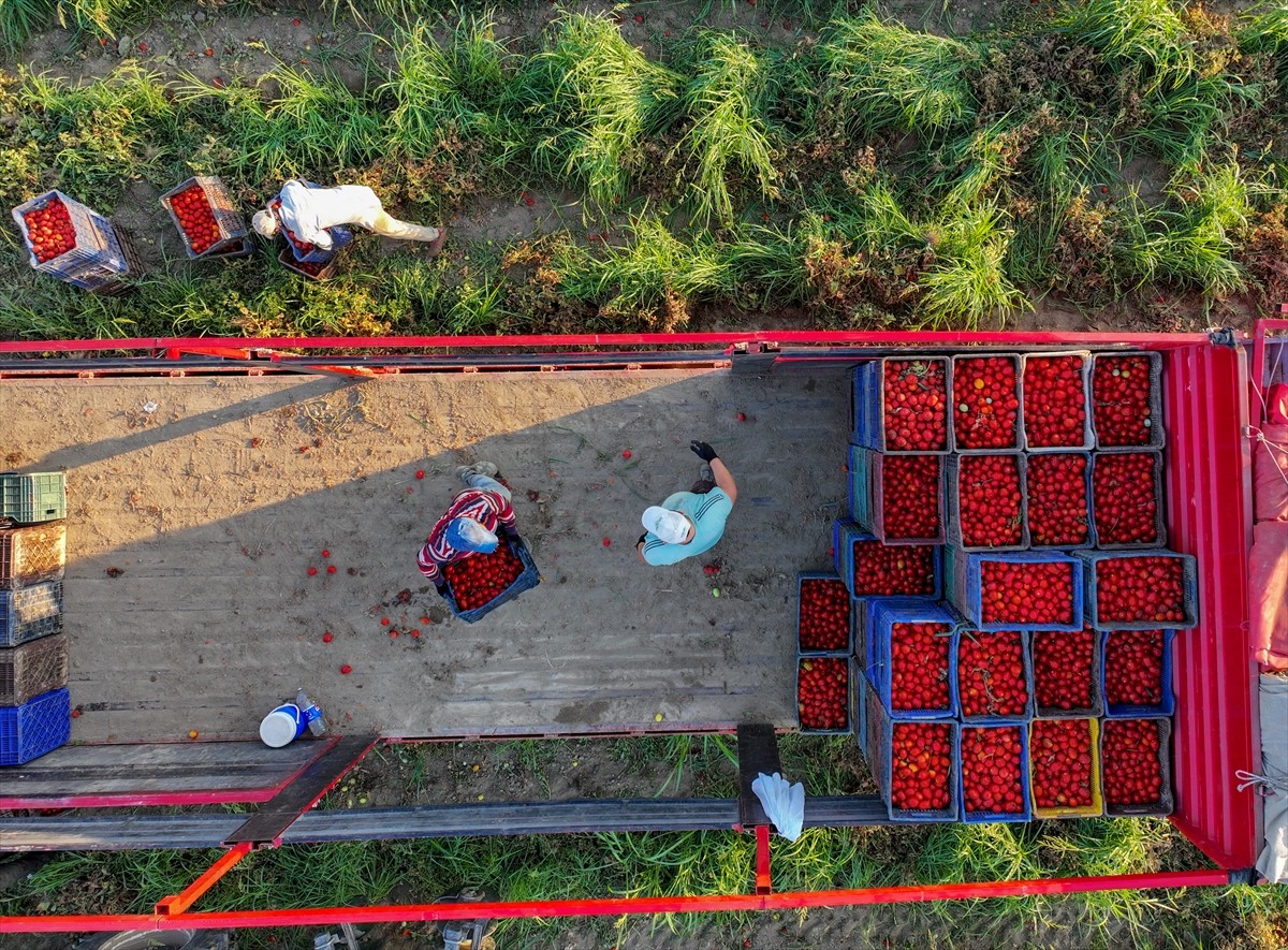 Türkiye'nin önemli tarım havzalarından İzmir'deki ovalarda yetiştirilen ve kavurucu sıcakta hasat...