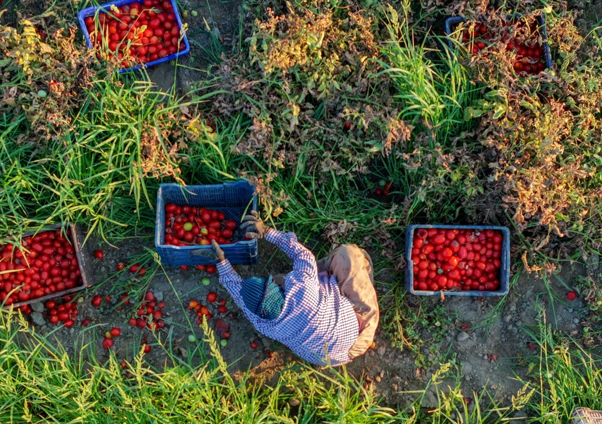 Türkiye'nin önemli tarım havzalarından İzmir'deki ovalarda yetiştirilen ve kavurucu sıcakta hasat...