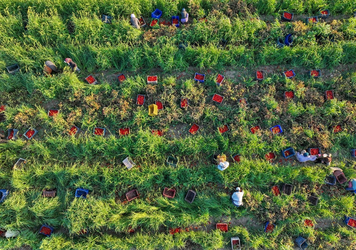 Türkiye'nin önemli tarım havzalarından İzmir'deki ovalarda yetiştirilen ve kavurucu sıcakta hasat...