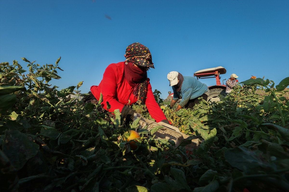 Türkiye'nin önemli tarım havzalarından İzmir'deki ovalarda yetiştirilen ve kavurucu sıcakta hasat...