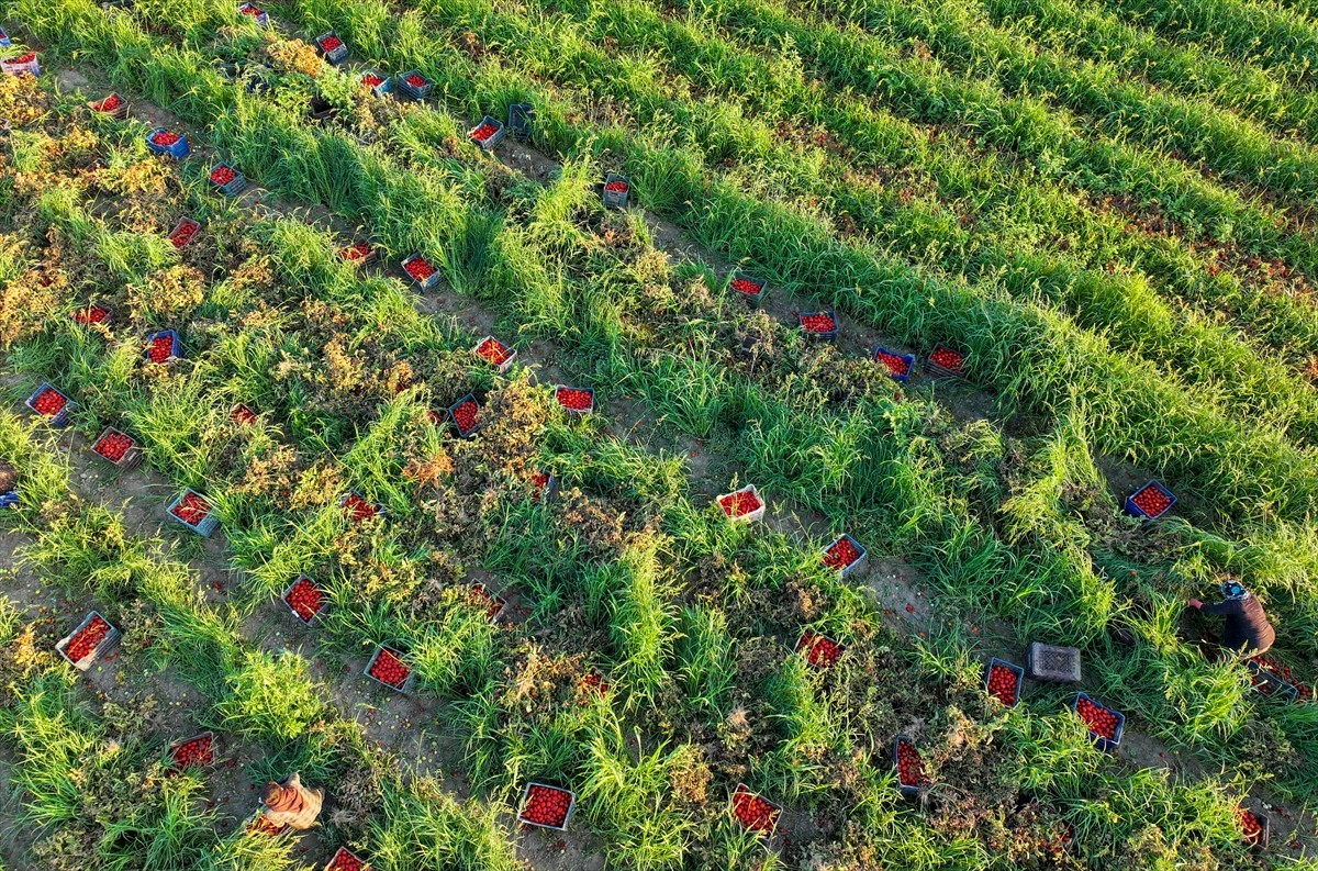 Türkiye'nin önemli tarım havzalarından İzmir'deki ovalarda yetiştirilen ve kavurucu sıcakta hasat...