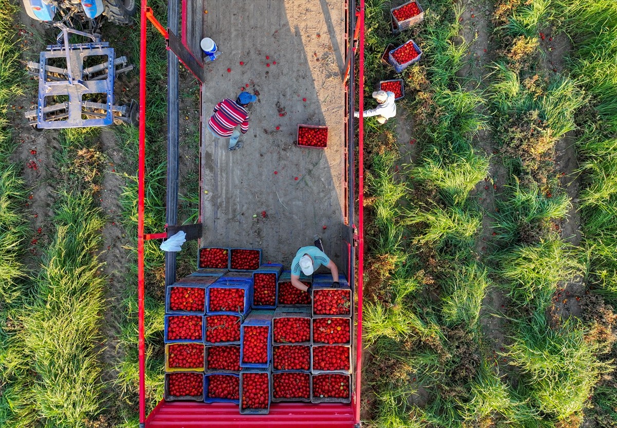 Türkiye'nin önemli tarım havzalarından İzmir'deki ovalarda yetiştirilen ve kavurucu sıcakta hasat...