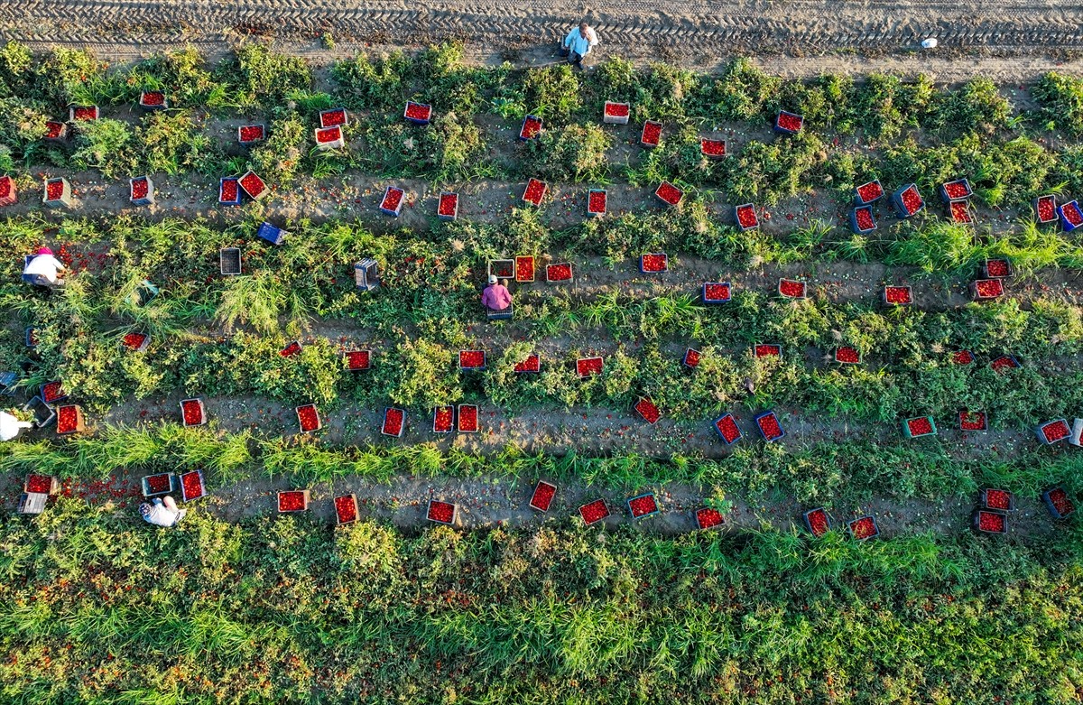 Türkiye'nin önemli tarım havzalarından İzmir'deki ovalarda yetiştirilen ve kavurucu sıcakta hasat...