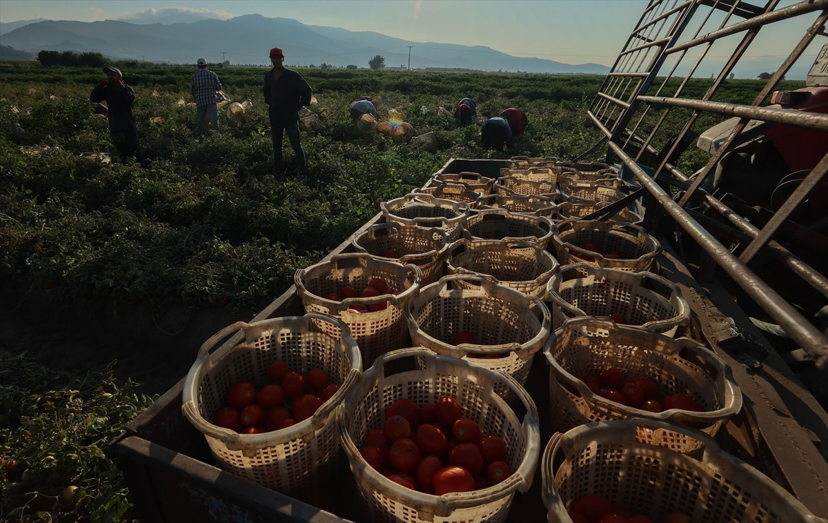 Türkiye'nin önemli tarım havzalarından İzmir'deki ovalarda yetiştirilen ve kavurucu sıcakta hasat...