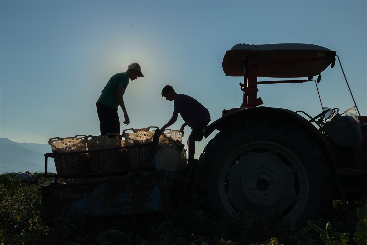 Türkiye'nin önemli tarım havzalarından İzmir'deki ovalarda yetiştirilen ve kavurucu sıcakta hasat...