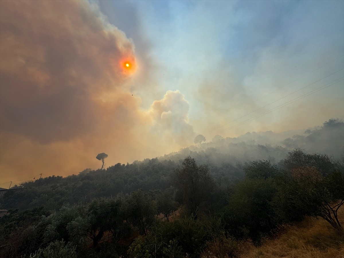 Aydın'ın Germencik ilçesinde, zeytinlik ve ormanlık alanda çıkan yangına havadan ve karadan...