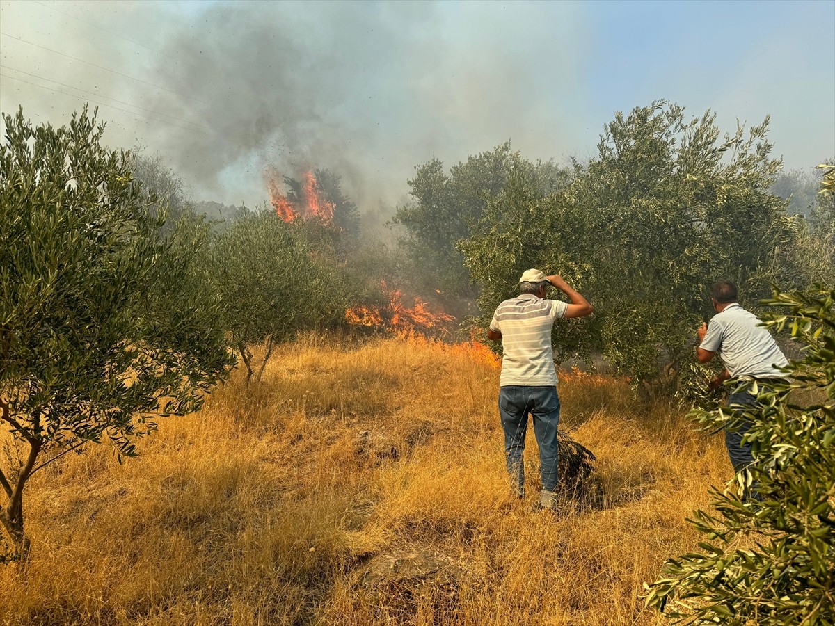 Aydın'ın Germencik ilçesinde, zeytinlik ve ormanlık alanda çıkan yangına havadan ve karadan...