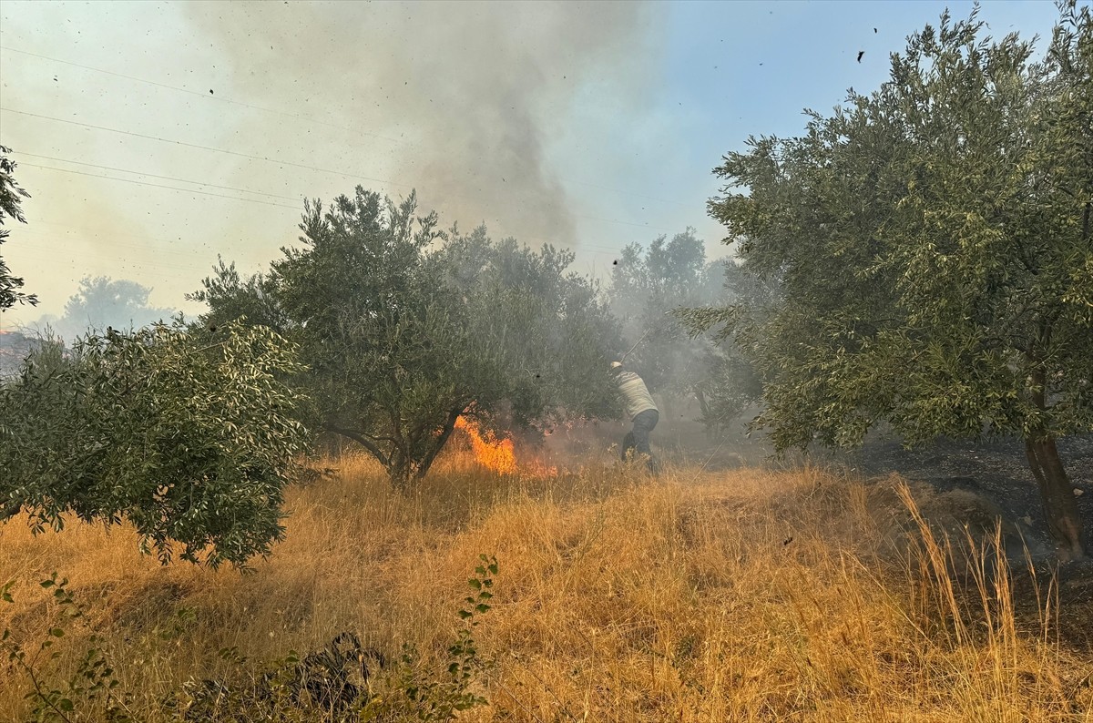Aydın'ın Germencik ilçesinde, zeytinlik ve ormanlık alanda çıkan yangına havadan ve karadan...